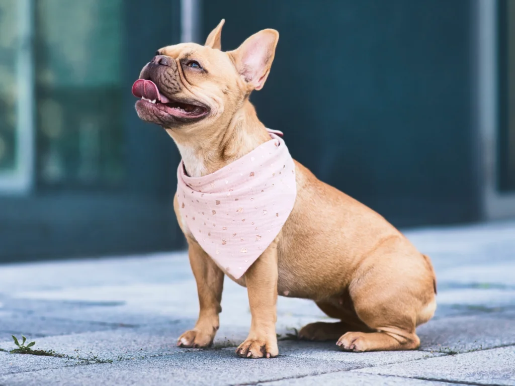 A cheerful brown French Bulldog wearing a light pink bandana sits on a paved surface. Its tongue sticks out as it looks upwards.