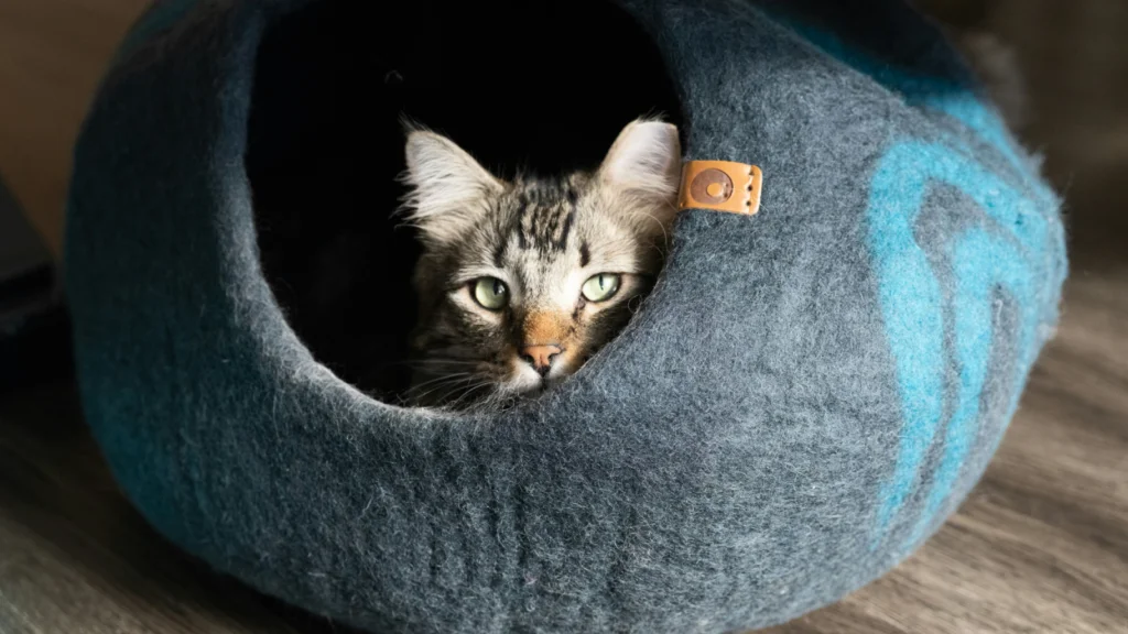 A cat comfortably sits in a blue and gray cat bed, showcasing its relaxed demeanor.