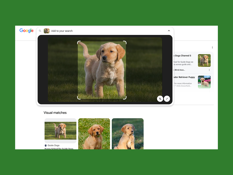 Find and report stolen versions of your designs A Google search for a yellow Labrador Retriever puppy shows a central image of the playful pup on grass, with related visual matches below.