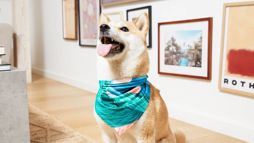 04 Pet accessories A dog wearing a colorful dog bandana sits in a room with art on the walls.